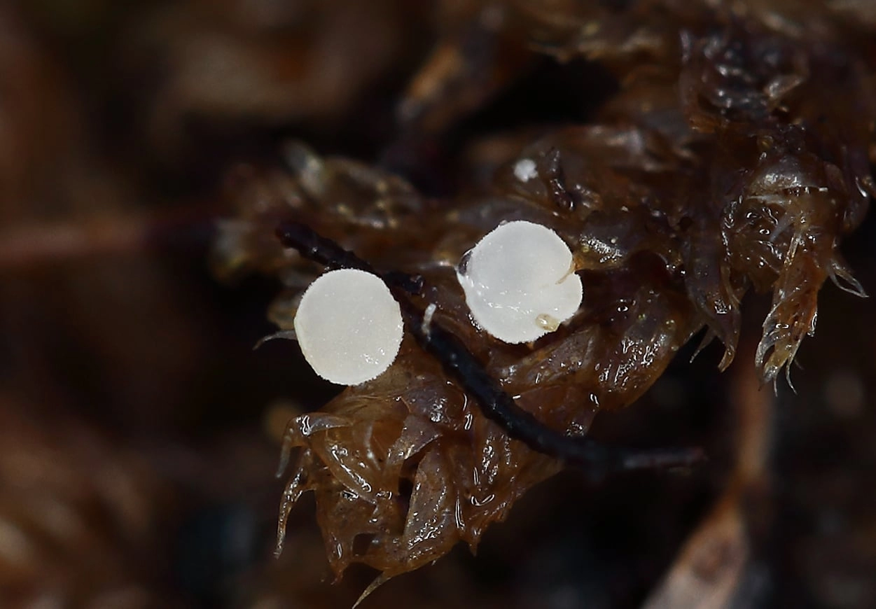 BLAGAJ PONOVO U FOKUSU NAUKE: OTKRIVENE RIJETKE I ZA REGION NEVIĐENE VRSTE GLJIVA